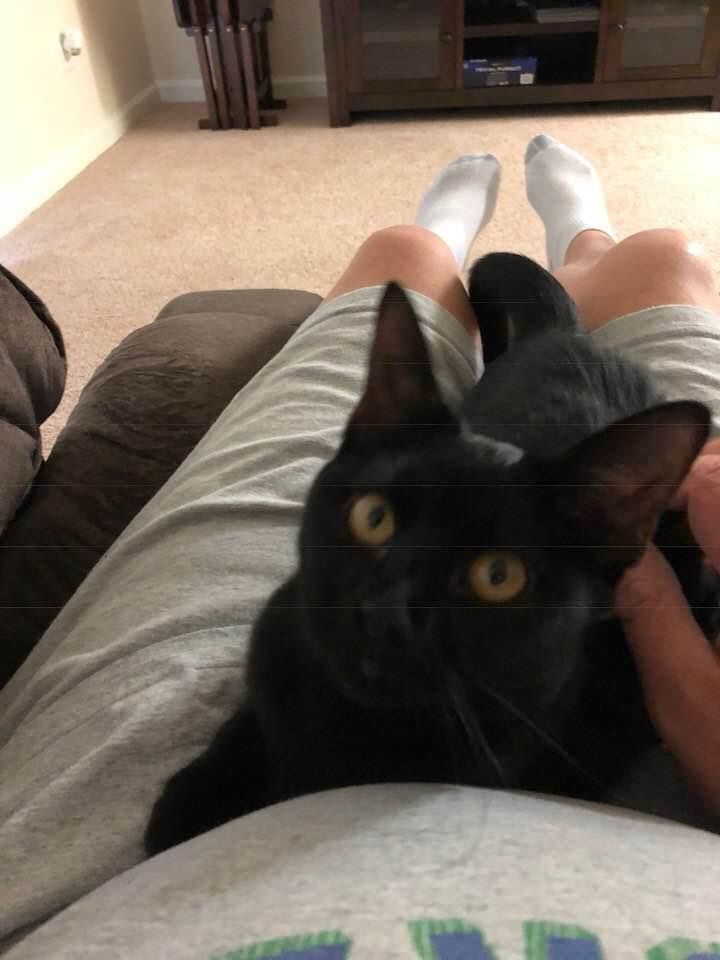 A black car named Leia sitting on a lap