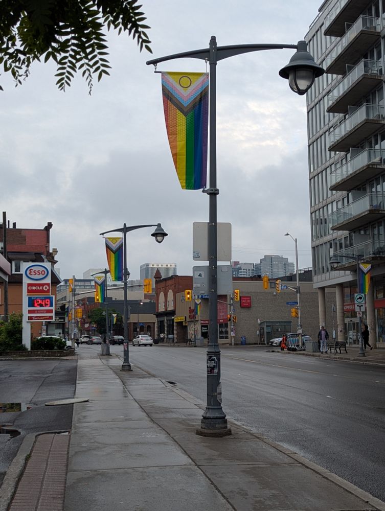 A view north up Bank Street towards Gladstone Avenue in Ottawa, showing Intersex-Inclusive Pride flags hanging from every street pole.