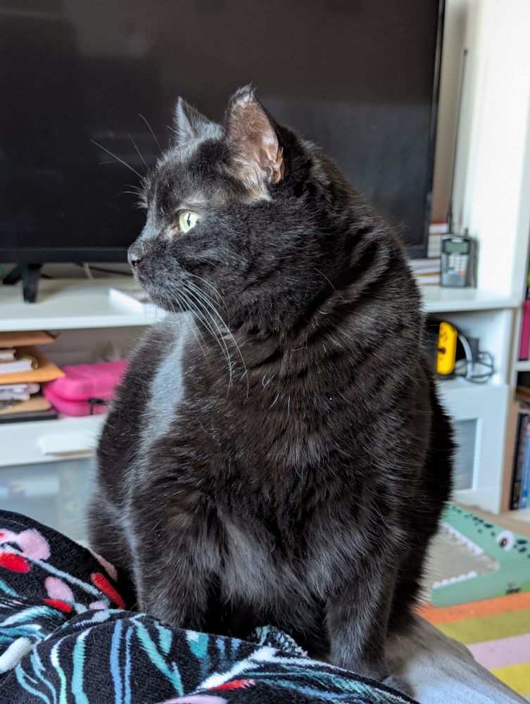 A black cat, oriented left, with pale green eyes, ears pointed forward, sitting alert looking ahead.