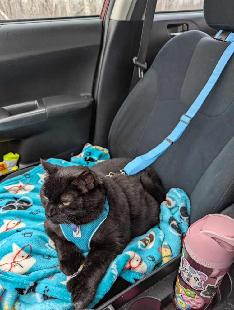 Black cat with a blue harness and leash sitting in the passenger seat of a car on top of a blue blanket.