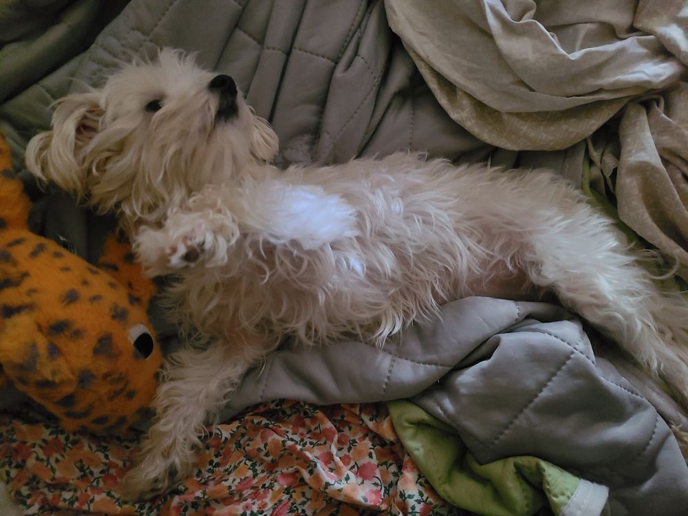 A small white mop dog that is languishing in bed