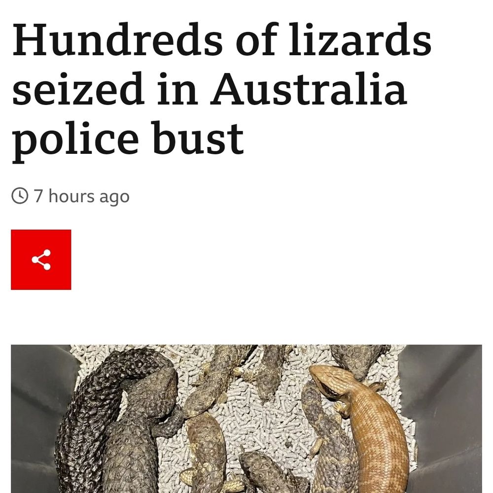 BBC News headline, "Hundreds of lizards seized in Australia police bust", with an image of said lizards below