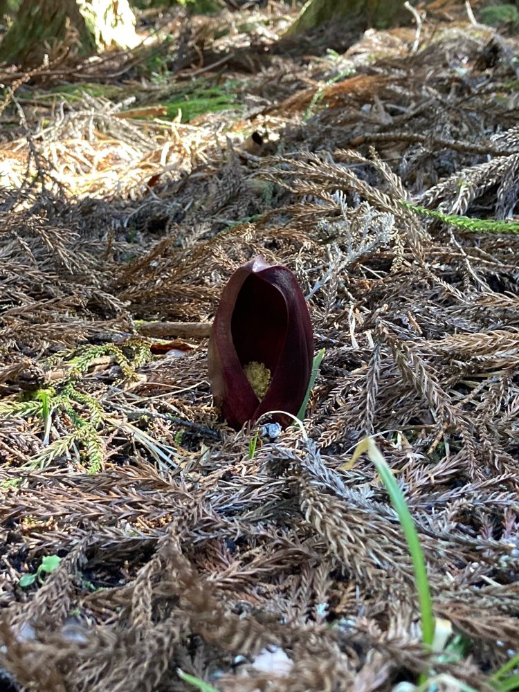 座禅草/Eastern Skunk Cabbage