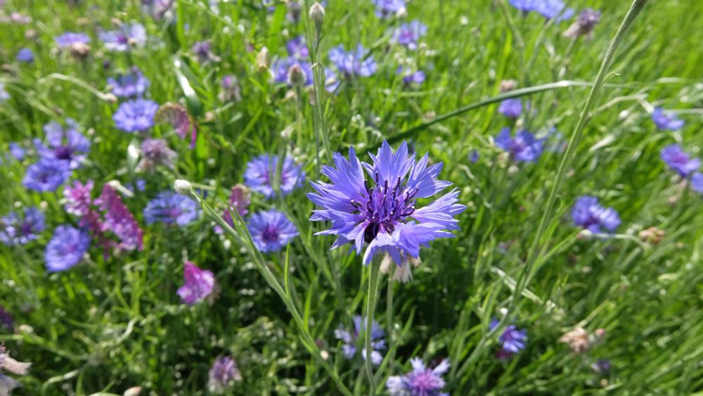cornflower