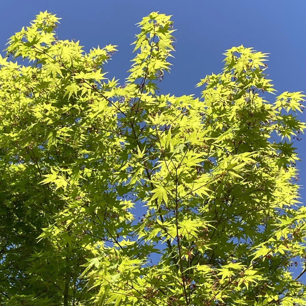 Maple tree