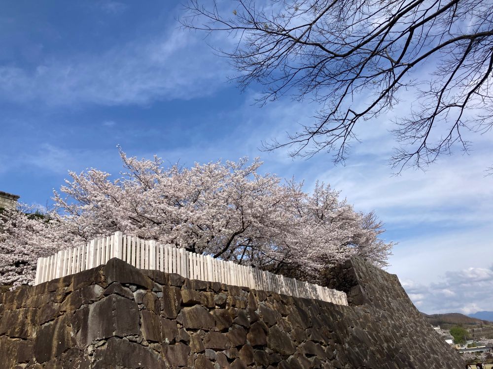 Cherry blossoms in Maizuru Castle Park