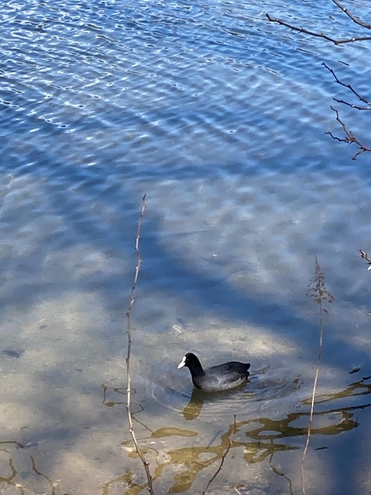 A coot on a lake.