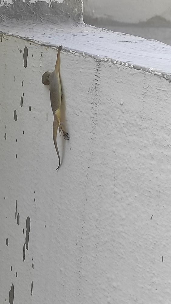 Closer view of the same dead gecko