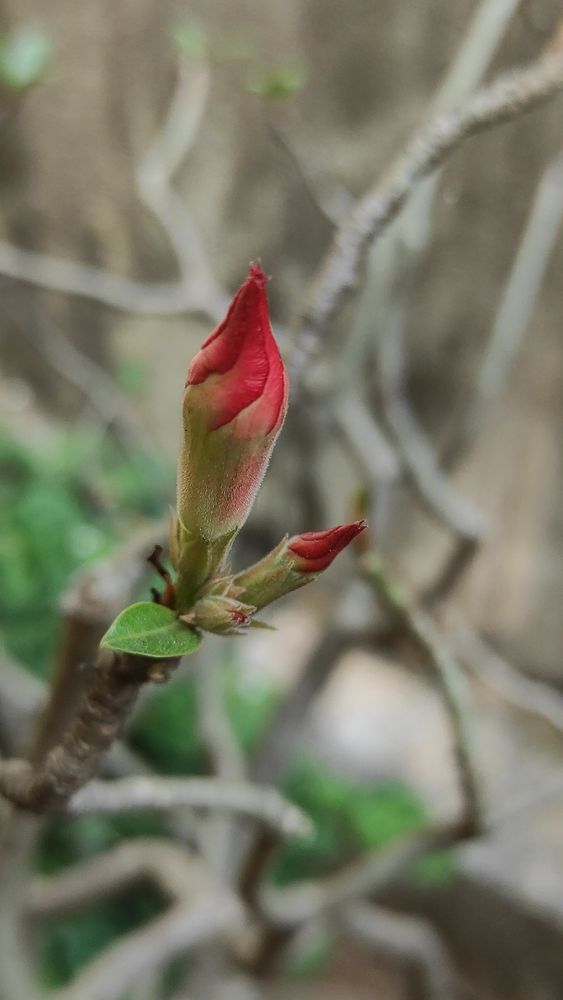 Different perspective of the adenium bud
