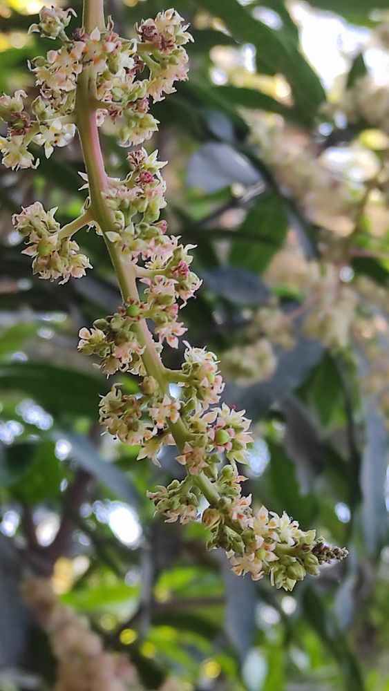 Mango flowers