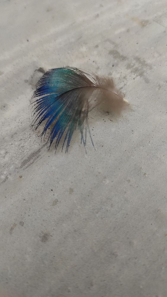 Possibly the neck feather of a regular pigeon, curse their souls. This feather is blue and green, tailing off into a sandy grey. 