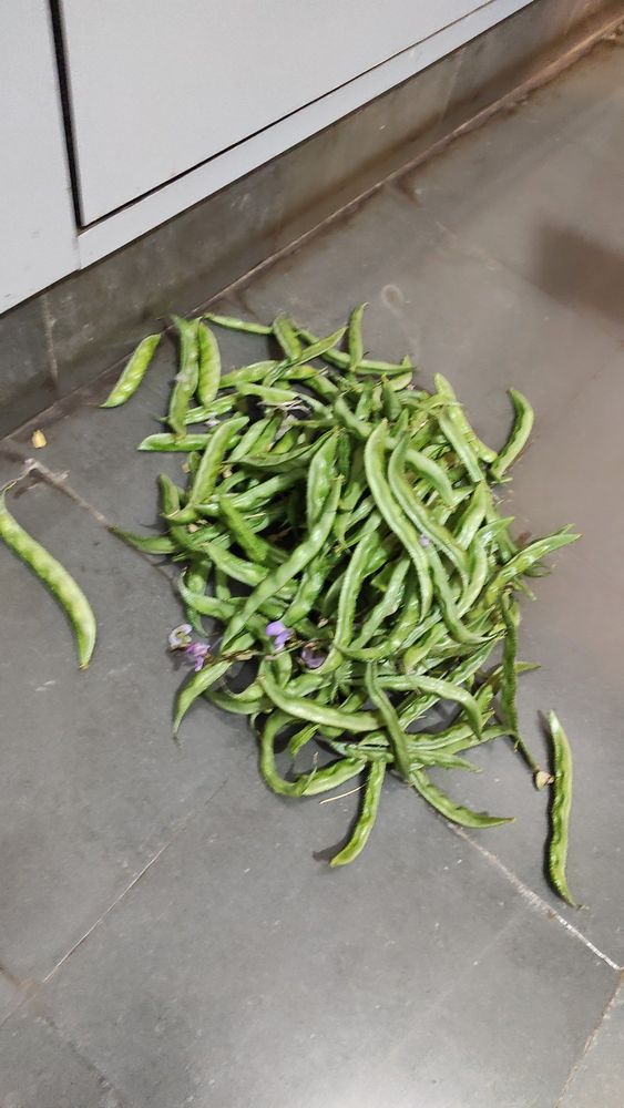 A pile of broad beans, some with flowers still attached. 