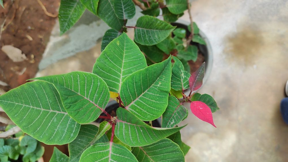 Red poinsettia