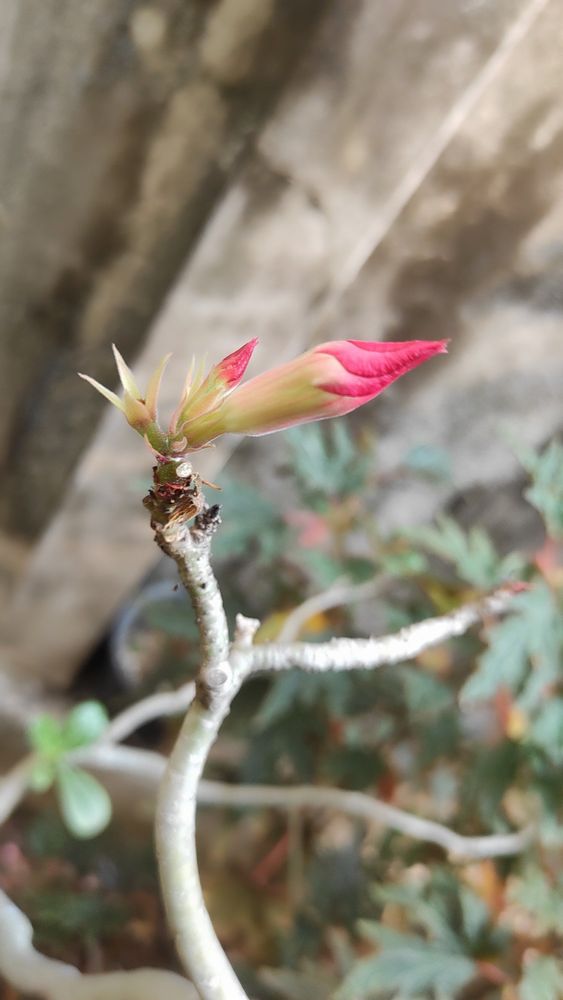 Adenium bud