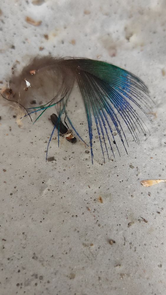 Similar feather to image one, but it is guarding a dead insect. Like actual pigeons, not so harmless after all. 