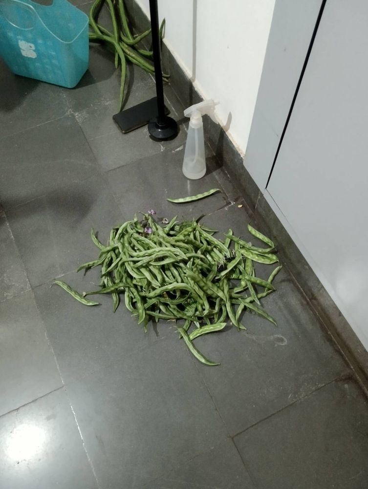 Broad beans and morenga on a floor. A cellphone, walking stick and spray bottle in between. 