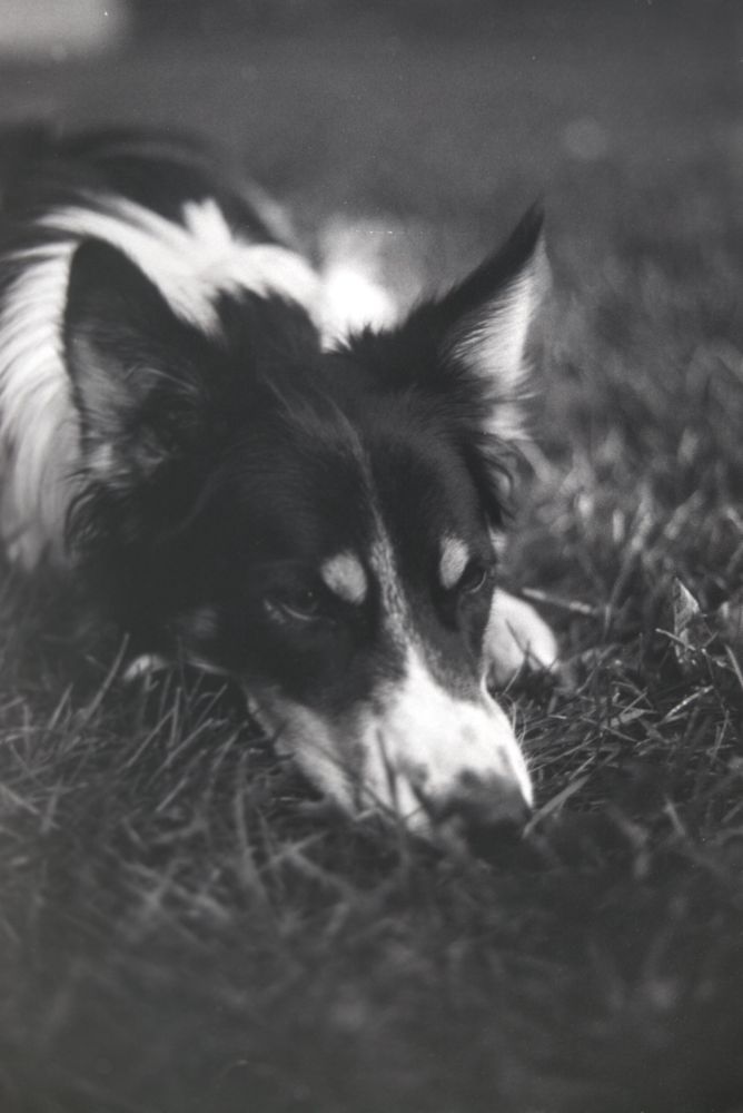 a perfect border collie rests his chin in the grass