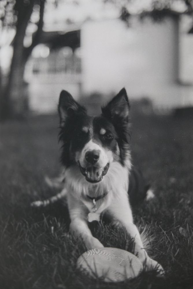 a perfect border collie posing 