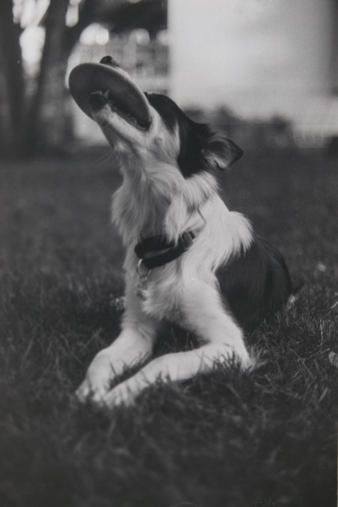 a b&w photo of a perfect border collie chomping a frisbee