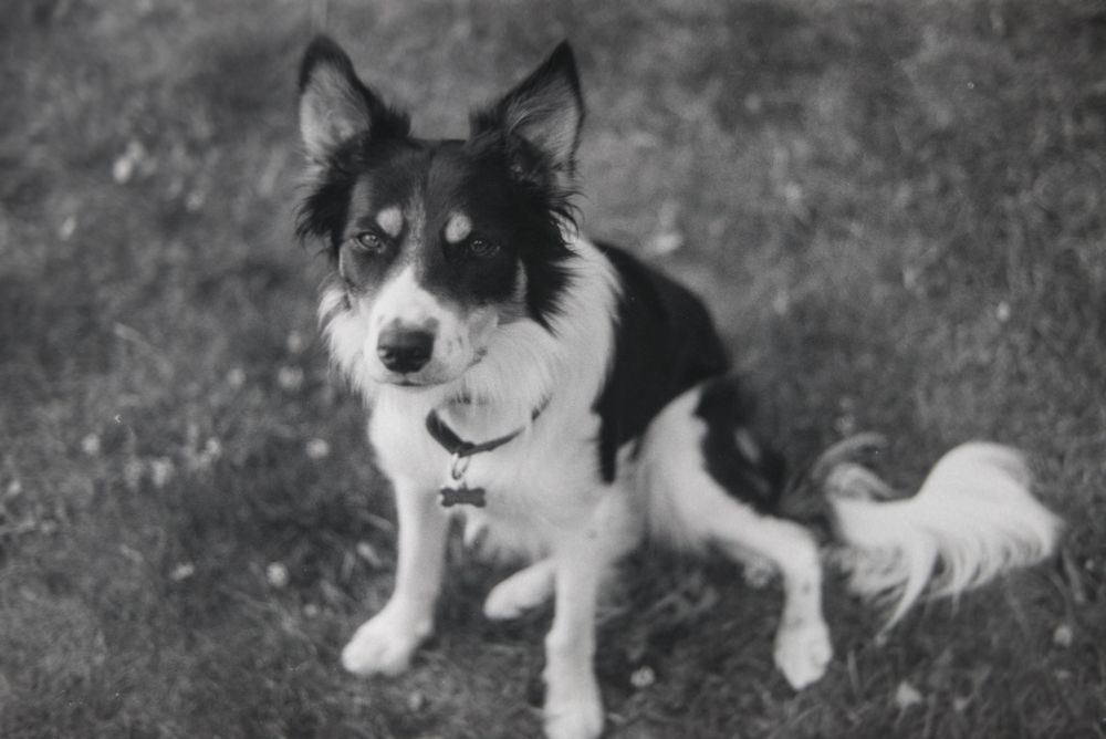 a perfect border collie being handsome 