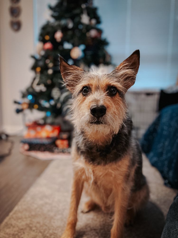 Terrier dog sat in front of a Christmas tree