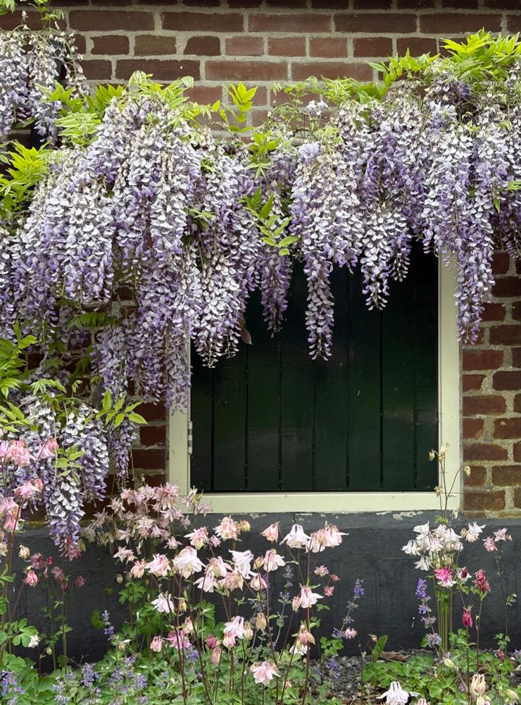 Blauwe regen, bloemen 