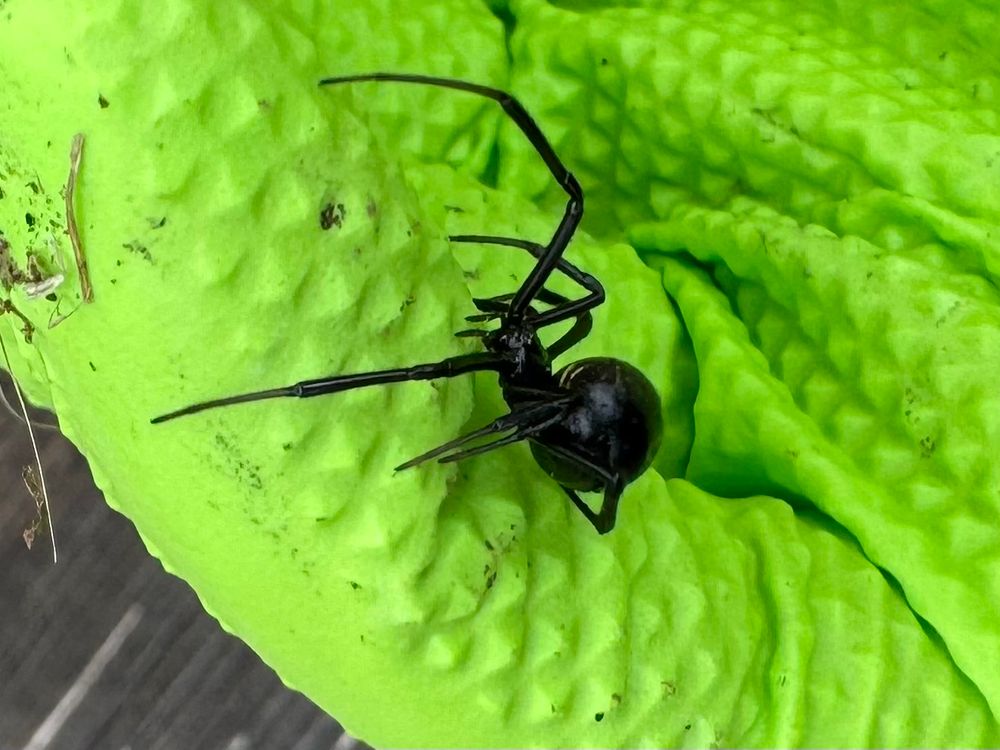 Black widow spider in a hand wearing a latex glove. 