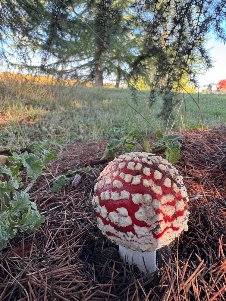 Amanita muscaria