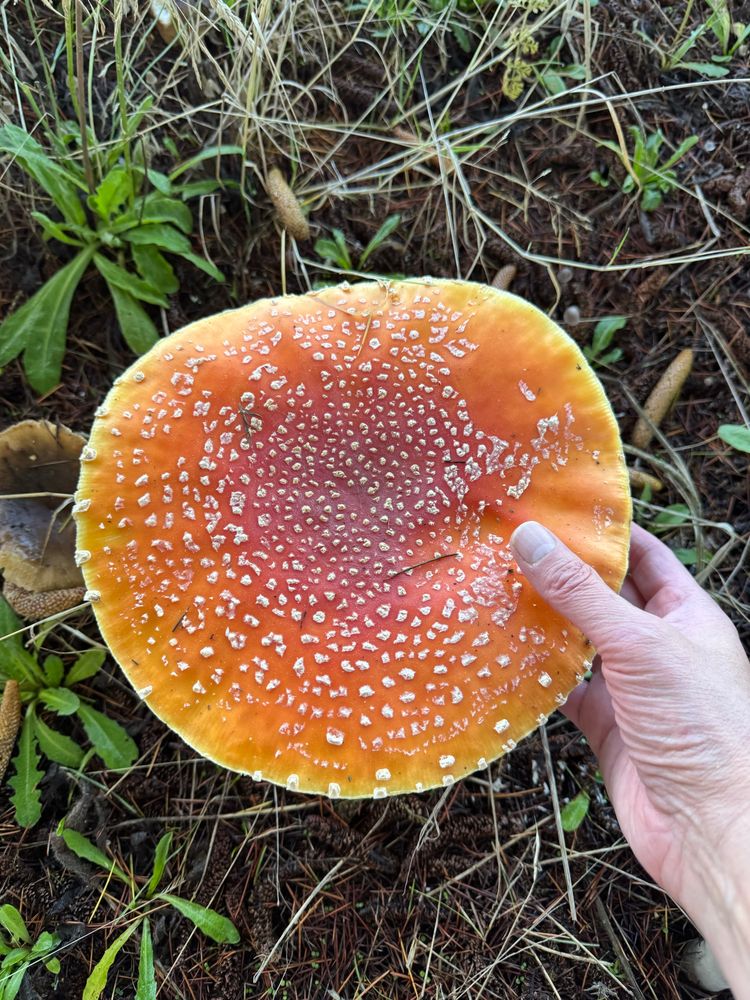 Amanita muscaria and my hand