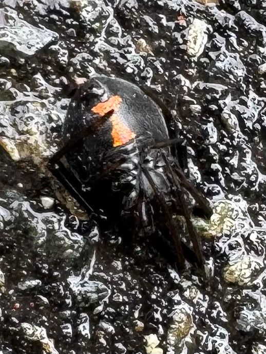Black widow spider on her back in a defense posture displaying her red hourglass markings. 