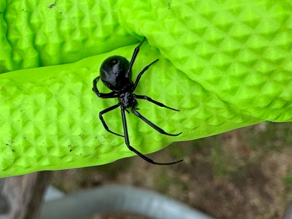 Black widow spider in a hand wearing a latex glove. 