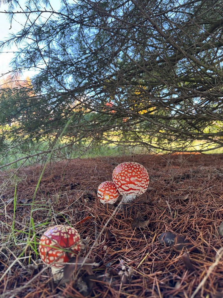 Amanita muscaria