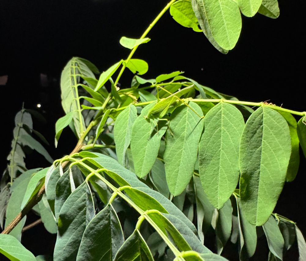 Picture of a katydid blending into some foliage. 