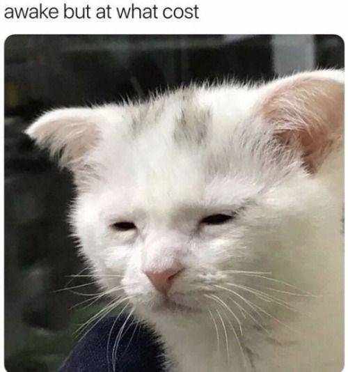 A white shorthair cat with a small tuft of grey in two patches between the ears, ears downturned, eyes barely open, looking run down and miserable. Text at the top of the image says "awake but at what cost"
