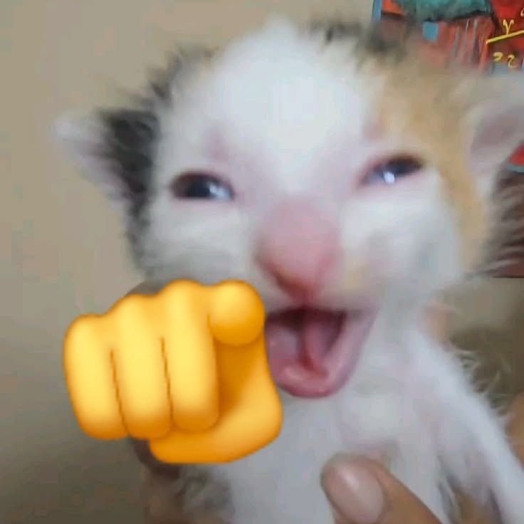 Reaction pic of a kitten pointing and laughing