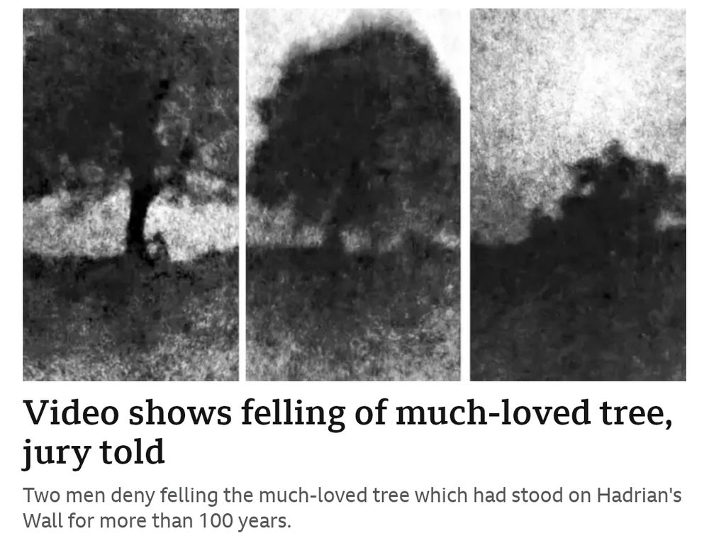 BBC News Headline "Video shows felling of much loved tree" accompanied by moody greyscale images which looks like they could have come from a 1920s piece of cinema 