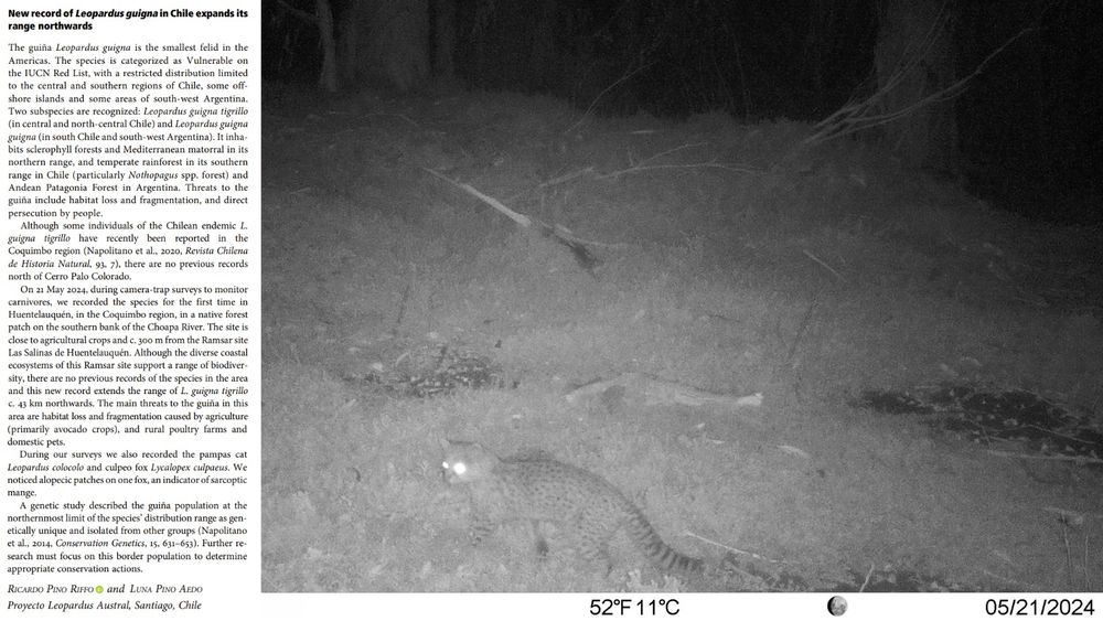 Camera-trap image of a guina on 21 May 2024.