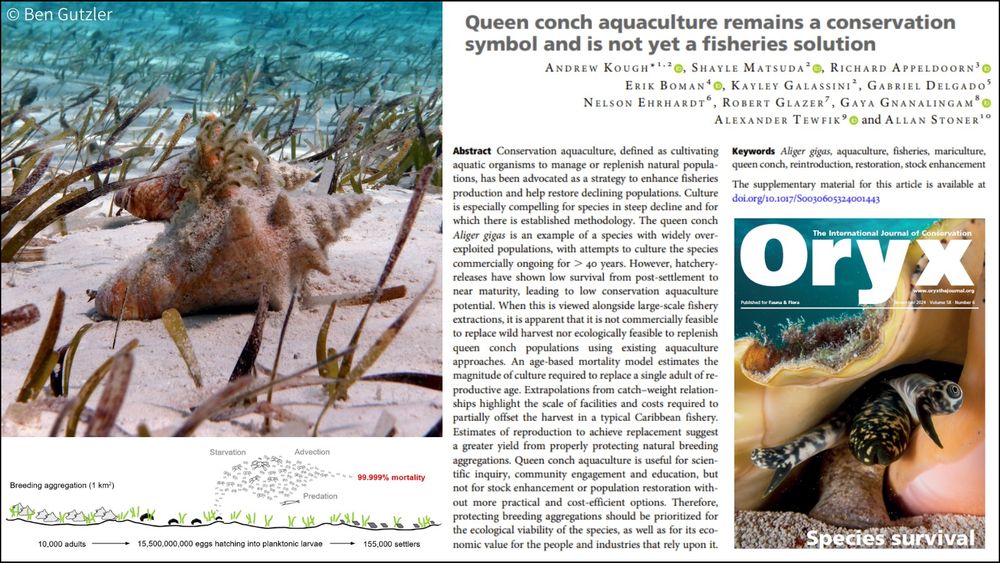 Top left: queen conch nursery. Right: First page of the article and the cover image of the November issue of Oryx, featuring a queen conch. Bottom left:  diagram of natural yield of the queen conch from protecting wild breeding populations.