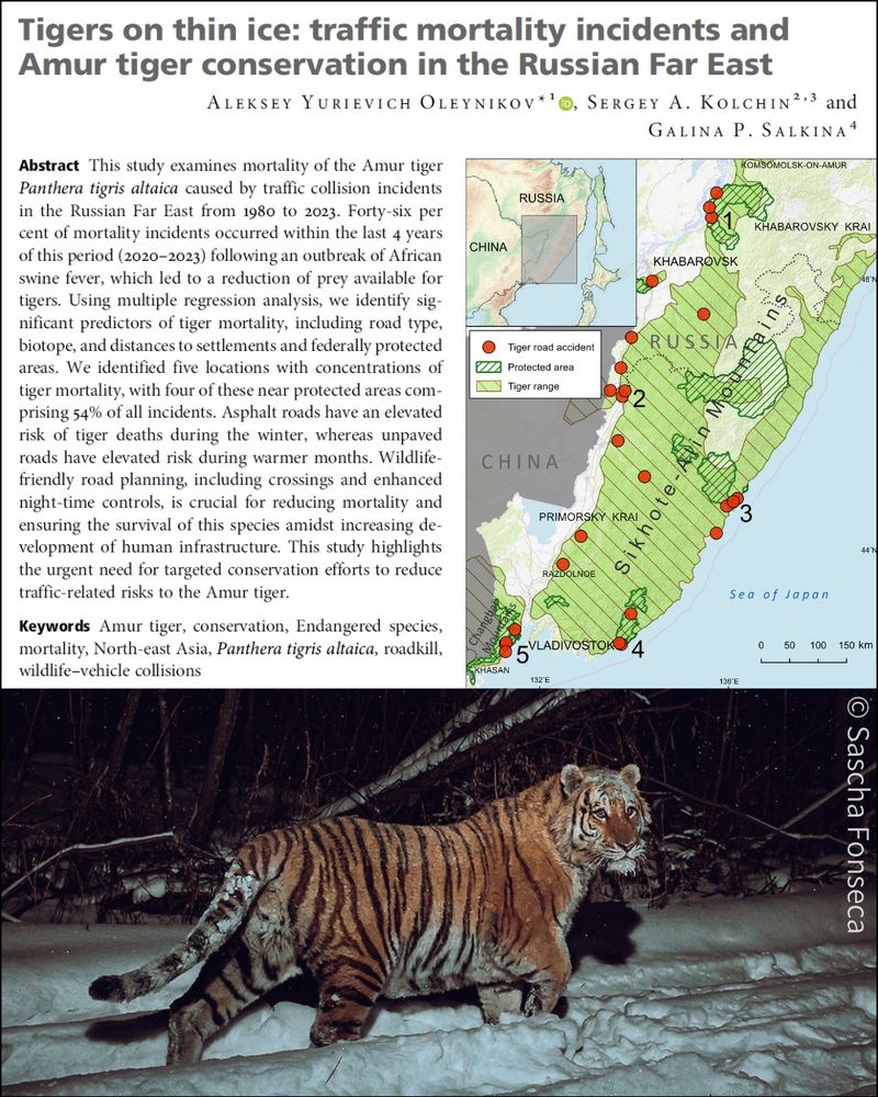 Title and abstract of the paper 'Tigers on thin ice: traffic mortality incidents and Amur tiger conservation in the Russian Far East', with a camera trap image of an Amur tiger walking through the snow, and a map of the study area in Russia, showing the locations of tiger road accidents.