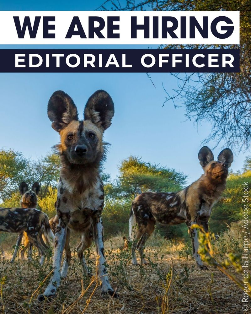 A pack of African wild dogs and the words 'We are hiring: Editorial Officer'