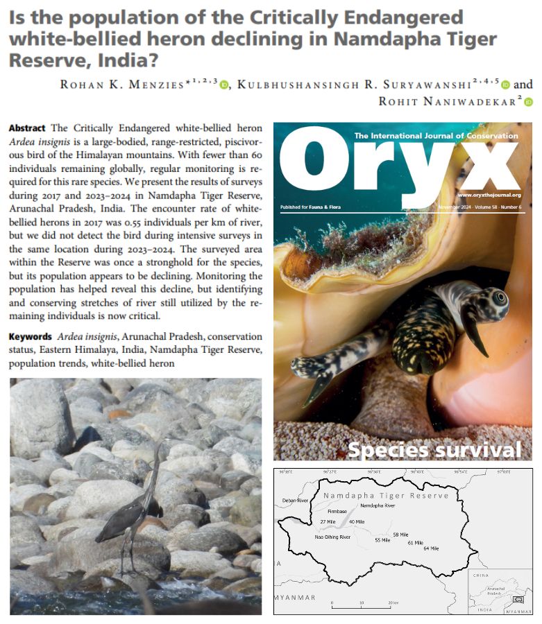 Title and abstract of the article 'Is the population of the Critically Endangered white-bellied heron declining in Namdapha Tiger Reserve, India?', alongside an image of the species, a map of the study area and the cover of issue 58-6 of Oryx, in which the article is featured.