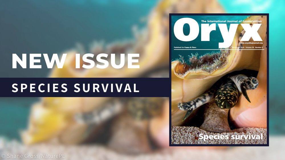 A queen conch on the sea bed, with the text ‘New issue, species survival