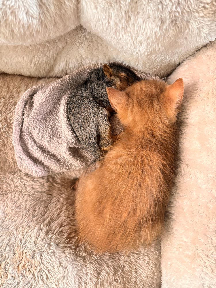 An orange kitten cuddling with a baby squirrel in a fuzzy dog bed