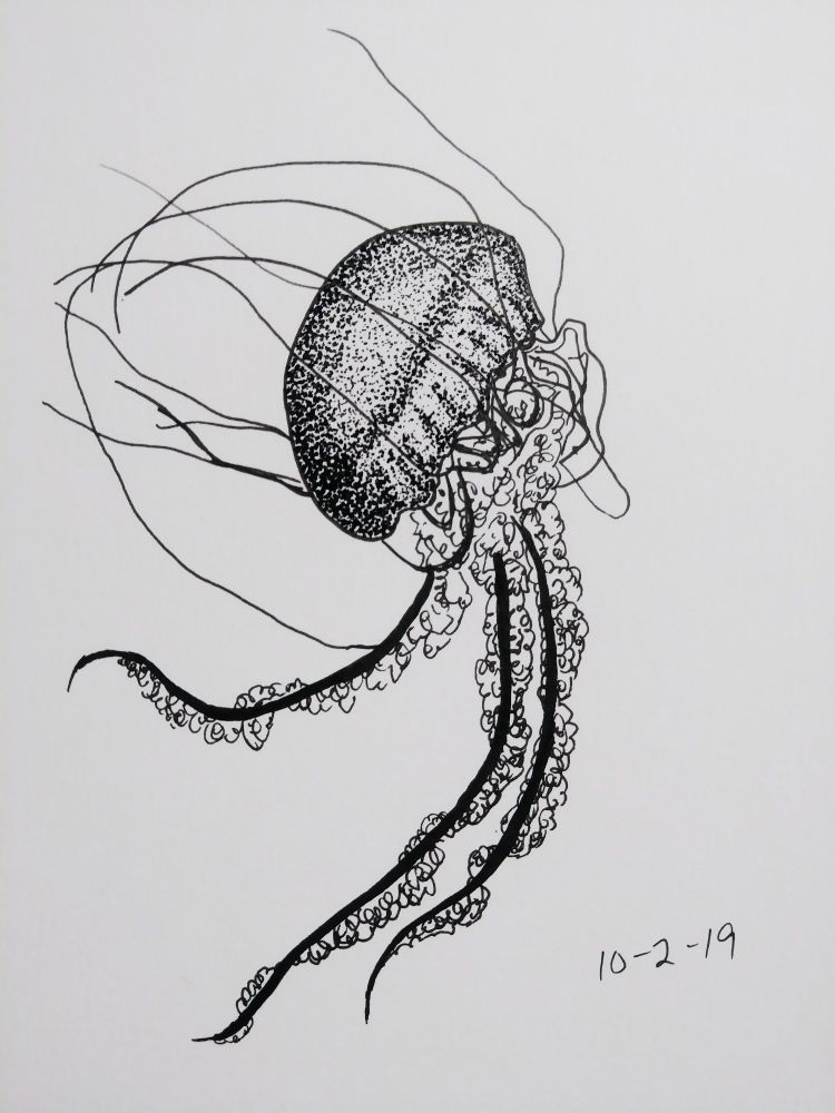 A black ink drawing of a jellyfish.