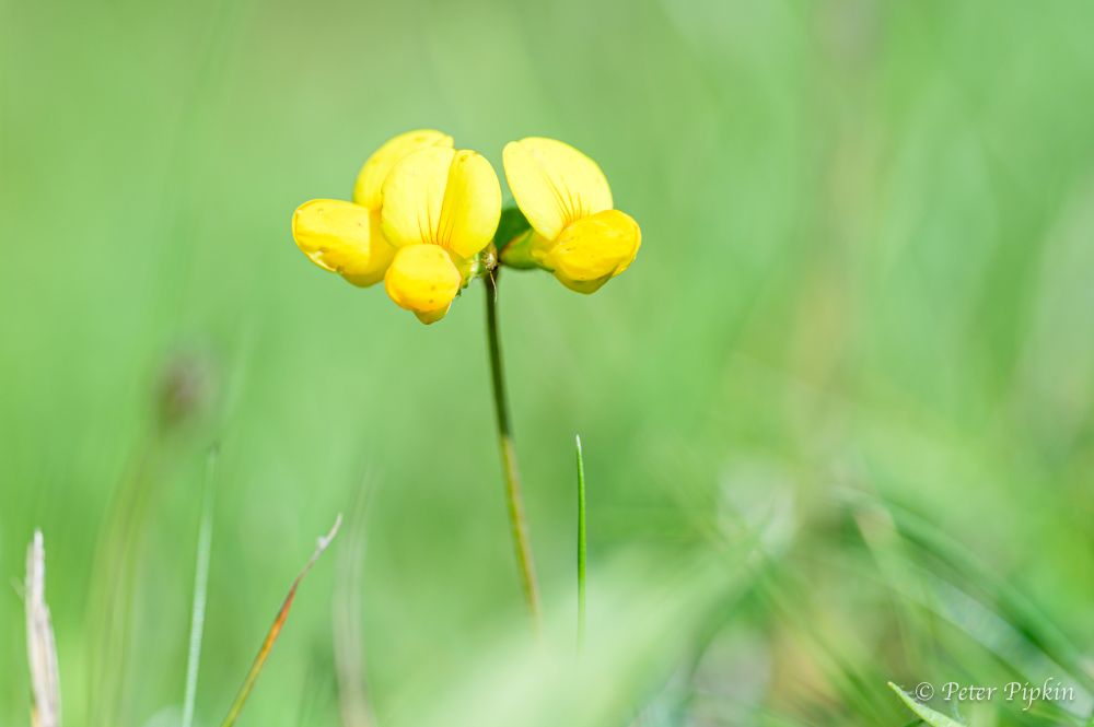 A single stem of birds for trefoil sits in the soft green surroundings of meadow grasses, it’s yellow flowers bright in the summer sun.