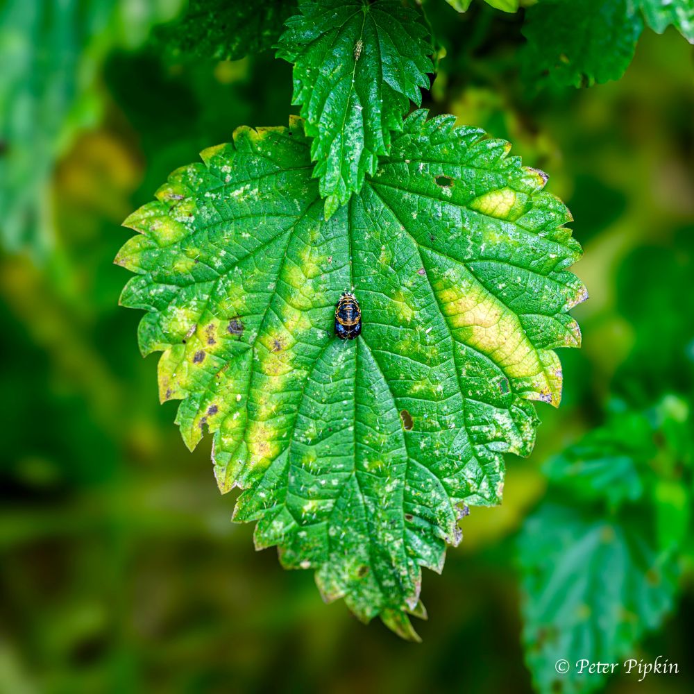 A small red and black pupa of a harlequin ladybird sits nestled in the centre of a large nettle leaf. The leaf is discoloured in patches showing some yellow and brown against the faded green.