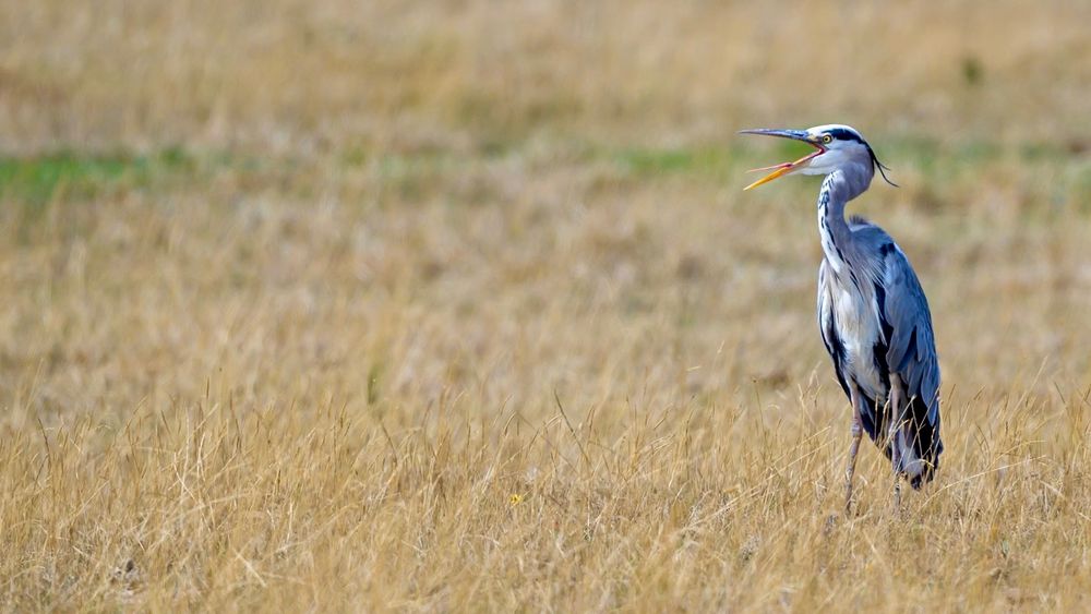 A grey heron stands in a field of dried grasses, its mouth wide open as though shouting at someone of something. What might it be saying? ….