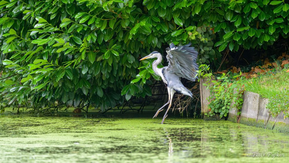 A grey heron jumping into a canal, just as its feet break the water. The canal is green with duckweed on the surface and you wonder if the heron can even see the fish below that it no doubt wants for lunch 😁