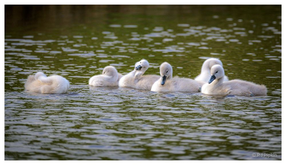 Six fluffy, grey mute swan cygnets on the Shropshire Union canal. Some have their heads tucked in sleeping and the one in the centre has its head at a quizzical angle as if to ask what I’m doing with that camera!