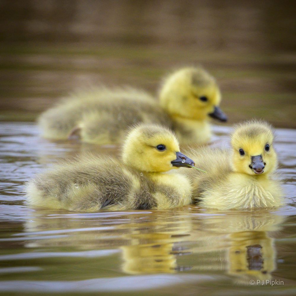 Three yellow, fluffy goslings on the canal, one is looking straight at the camera with the cutest face you can imagine.